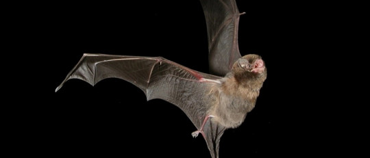 Quiroptofobia