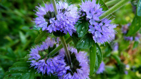 Poleo menta