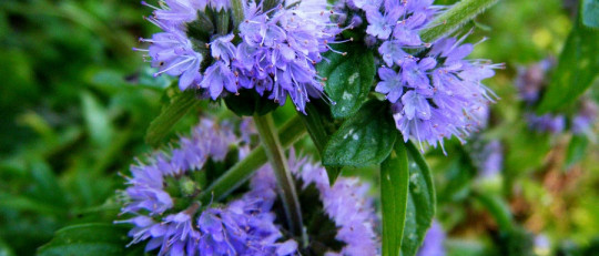 Poleo menta
