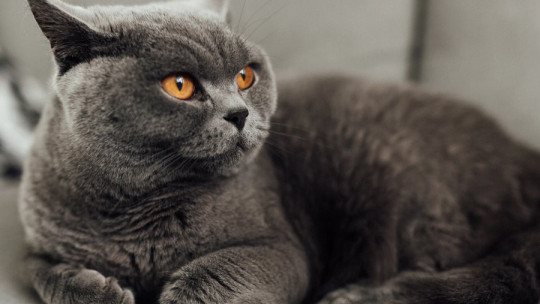 Significado del color gris.