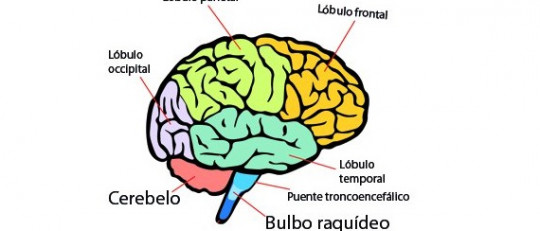 Partes del cerebro humano (y funciones)