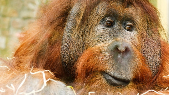 Animales en peligro de extinción