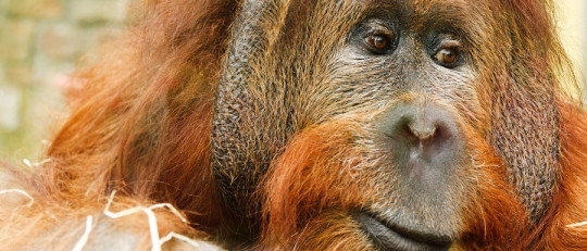 Animales en peligro de extinción