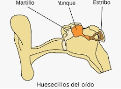 Huesos oído