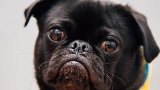 Cómo eliminar las pulgas de mi perro