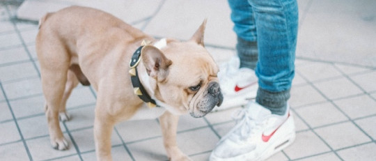 10 beneficios de tener un perro (según la ciencia)