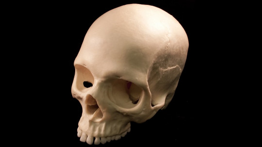 Cráneo humano