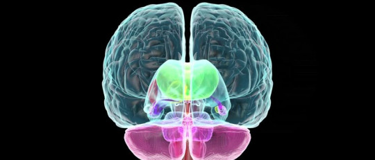 Sistema límbico: la parte emocional del cerebro