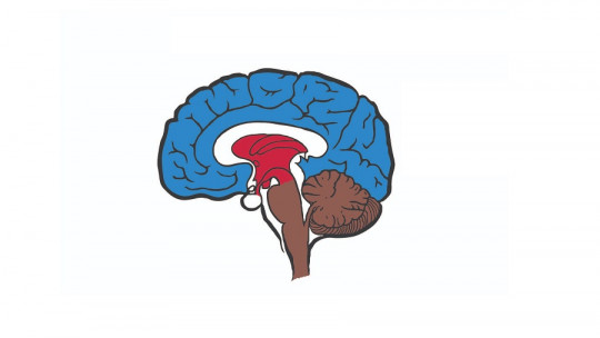 Teoría del cerebro triuno de MacLean