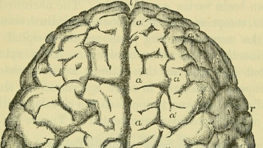Cerebro humano