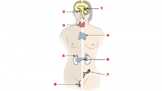 Sistema neuroendocrino