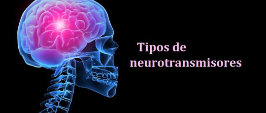 Tipos de neurotransmisores: funciones y clasificación