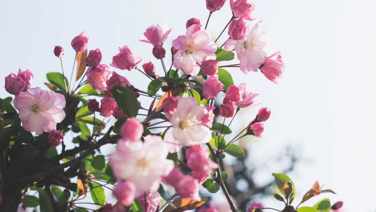 Cómo nos afecta la primavera a nivel psicológico
