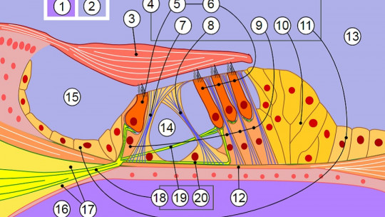 Órgano de Corti
