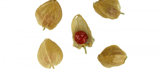 Ashwagandha