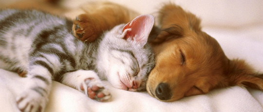 Ser fan de los perros o los gatos podría definir tu personalidad