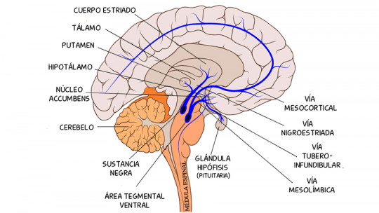 Vía tuberoinfundibular