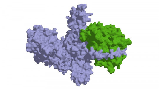 Toxina botulínica