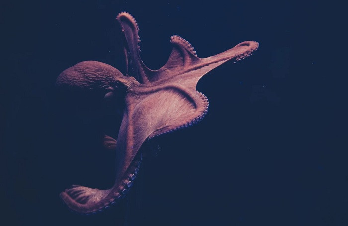 Moluscos