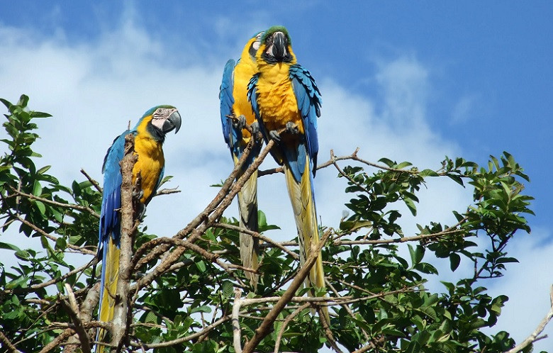 Leyendas de Venezuela