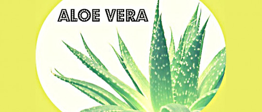 Aloe vera: 13 beneficios que debes conocer y aplicar a tu vida