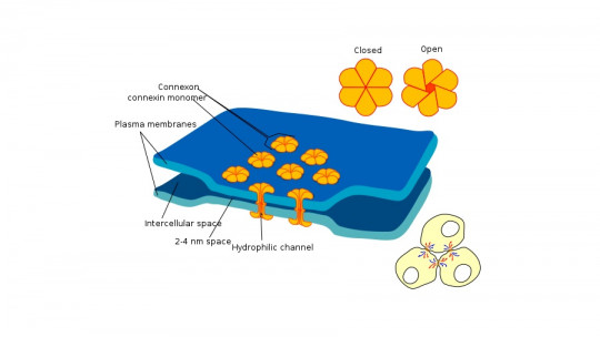 Sinapsis eléctricas