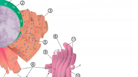Retículo endoplasmático rugoso