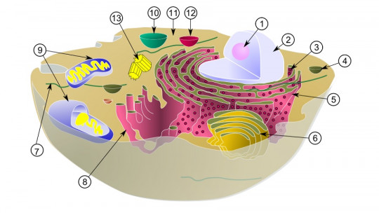 Retículo endoplasmático liso