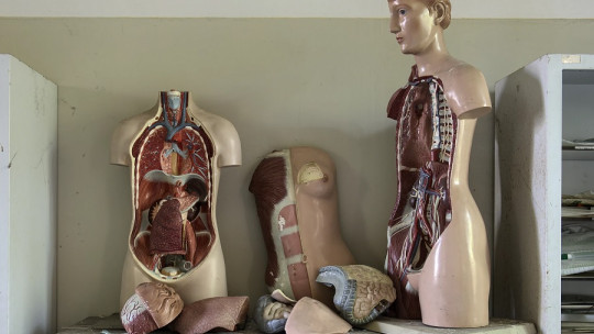 Sistemas del cuerpo humano