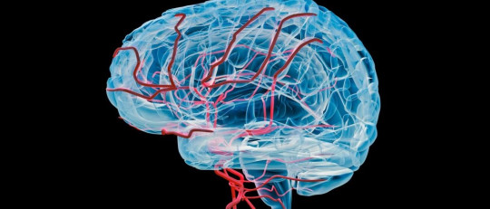 Irrigación de sangre en el cerebro