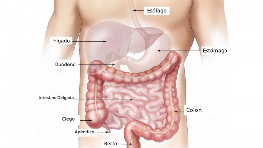 Sistema digestivo