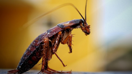 Katsaridafobia