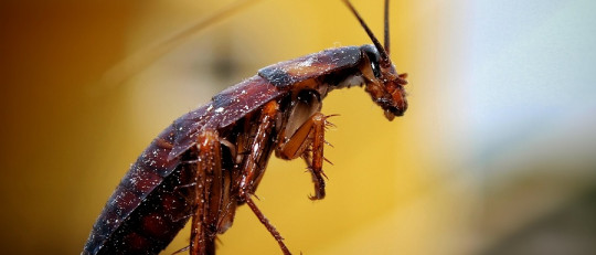 Katsaridafobia
