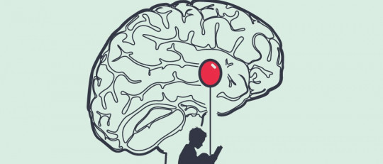 Amígdala cerebral: estructura y funciones