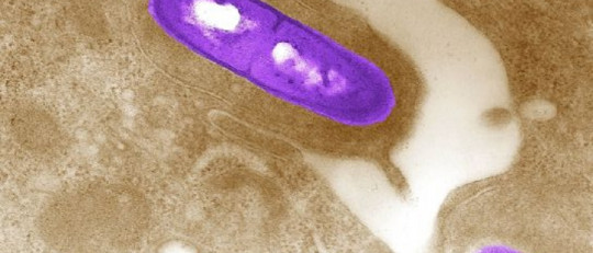 Listeriosis