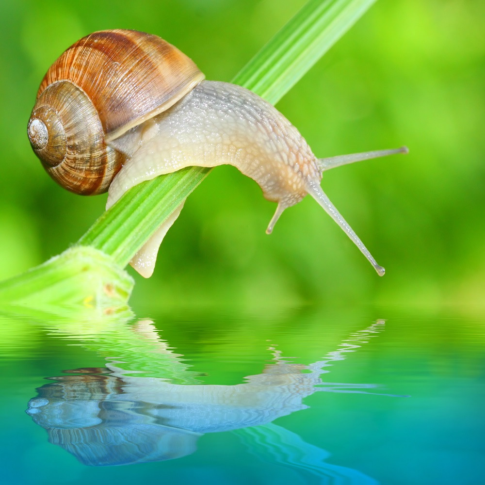 Caracol