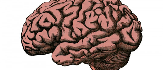 Cisuras del cerebro