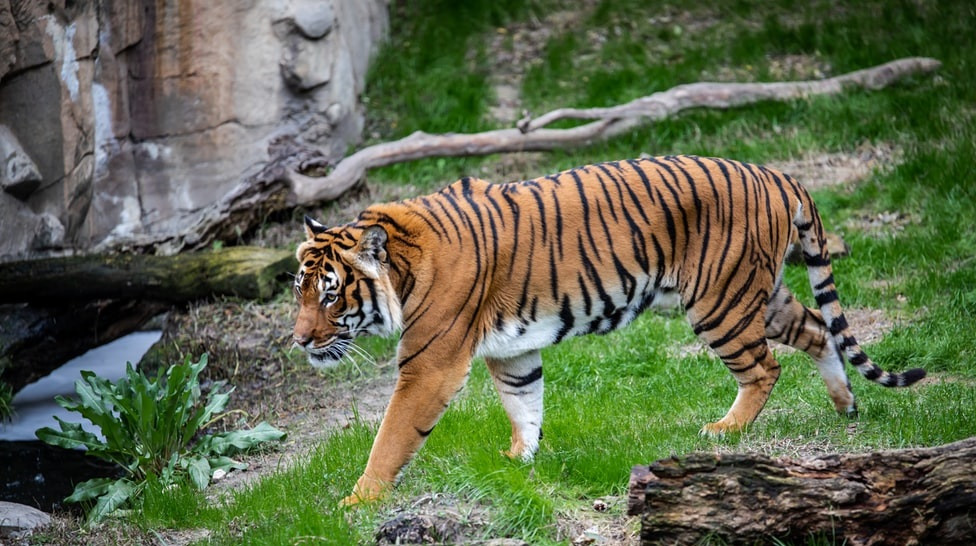 Tigre
