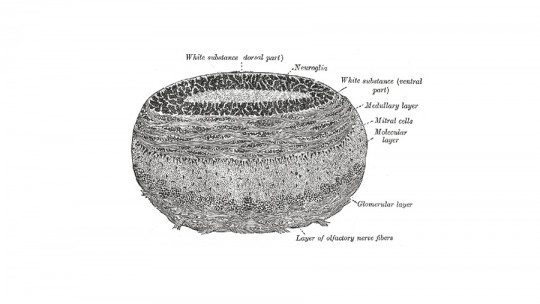 Célula mitral