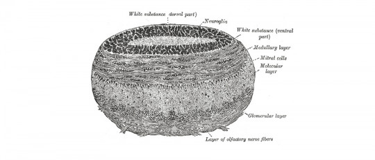Célula mitral