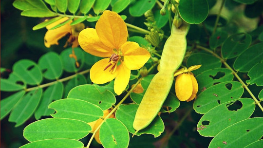 Hoja de sen