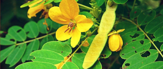 Hoja de sen