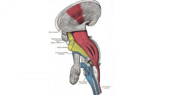 Vía corticoespinal