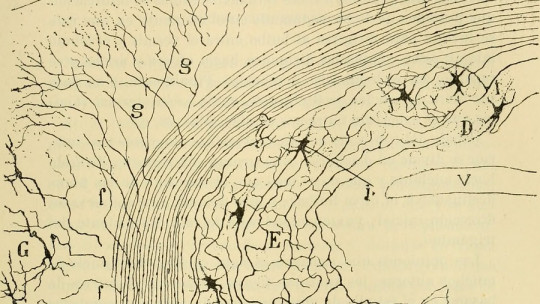 Corteza cerebelosa
