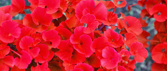 10 plantas que alivian la ansiedad