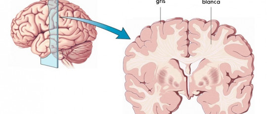 Materia gris del cerebro: estructura y funciones