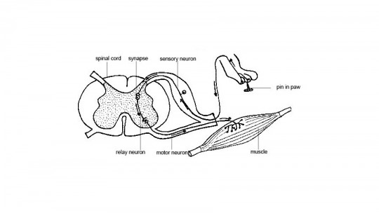 Interneurona