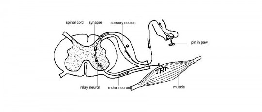 Interneurona