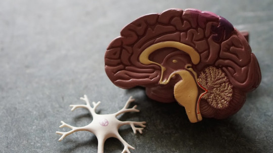 Neuropsicología clínica
