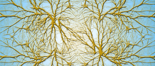 ¿Qué son las dendritas de las neuronas?